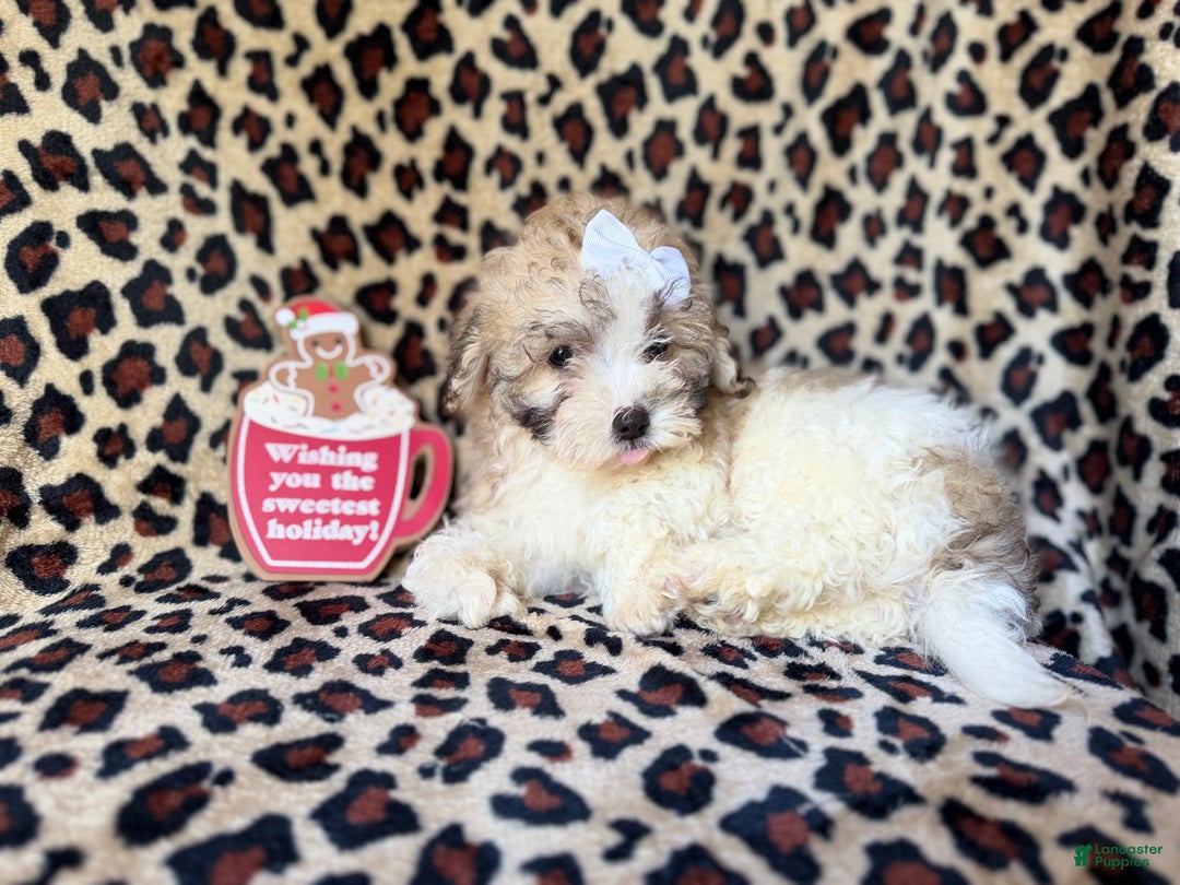 Maltipoo dogs for sale: Ginger - Ad 3