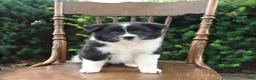 Mixed Breed dogs for sale: Dolly - Ad 1