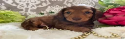 Miniature Dachshund dogs for sale: Mason - Ad 4