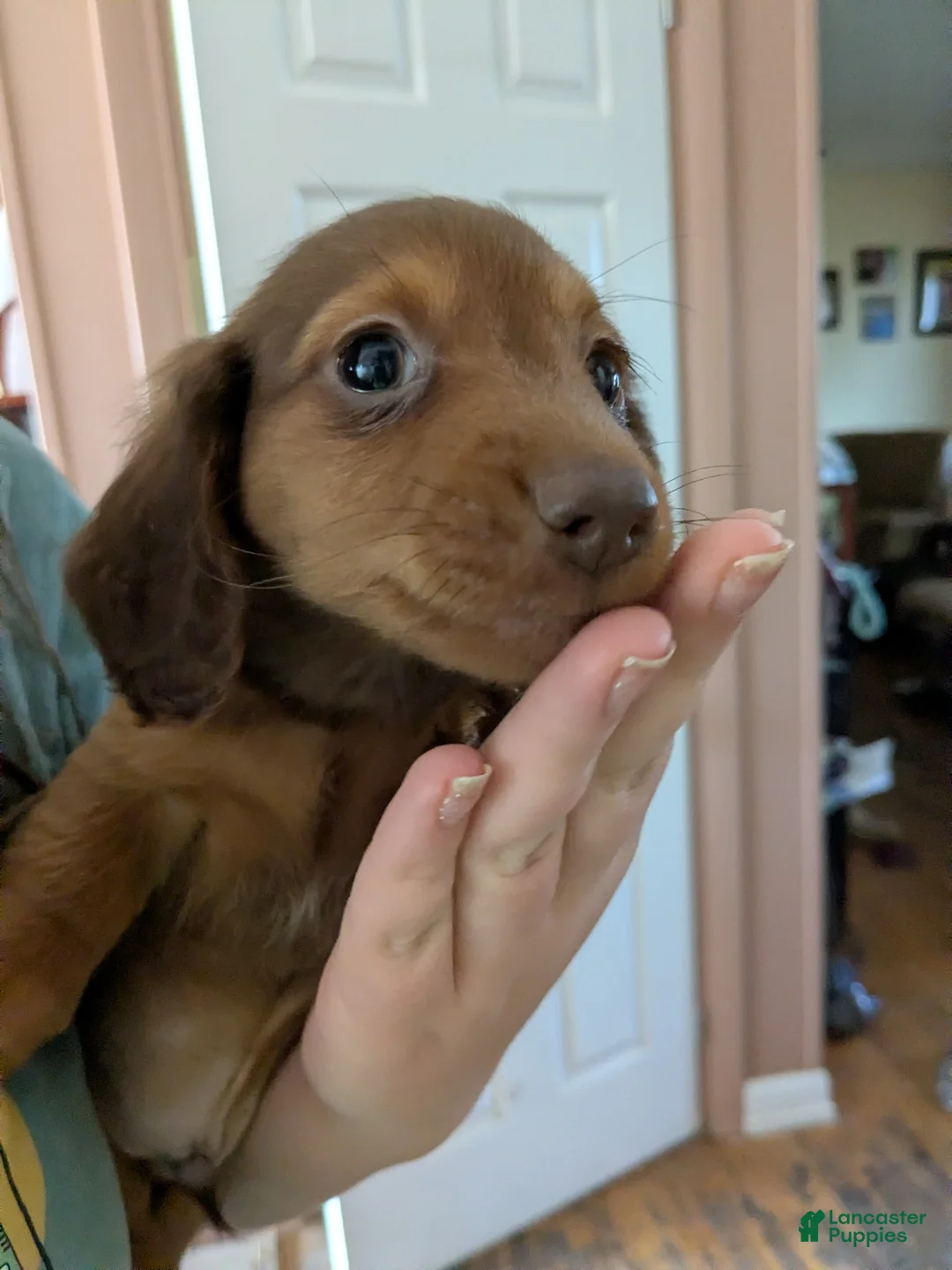 Golden Retriever dogs for sale: Doxie boy - Ad 2