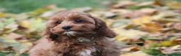 Cavapoo dogs for sale: Bradi - Ad 6
