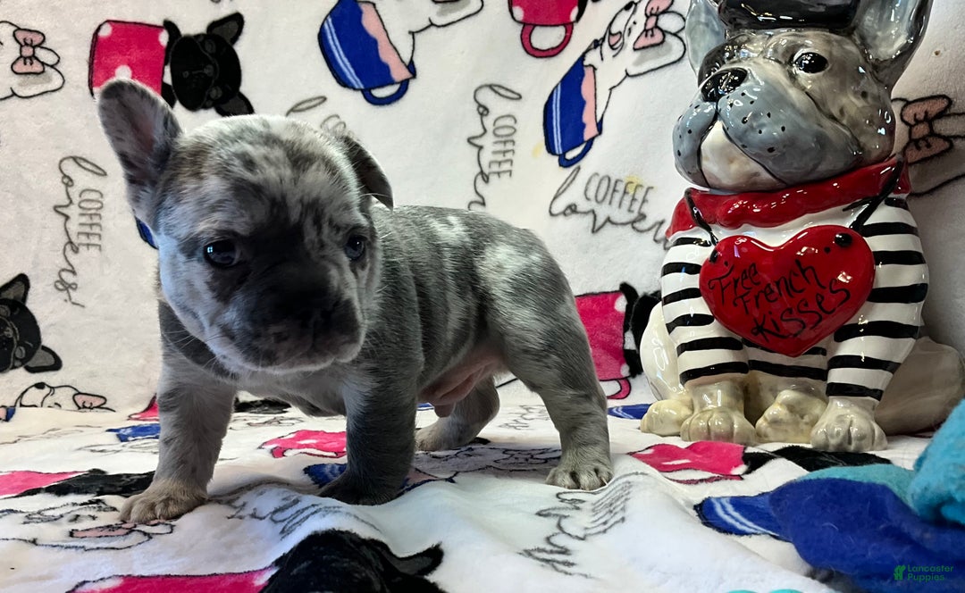 French Bulldog dogs for sale: Tracker - Ad 14
