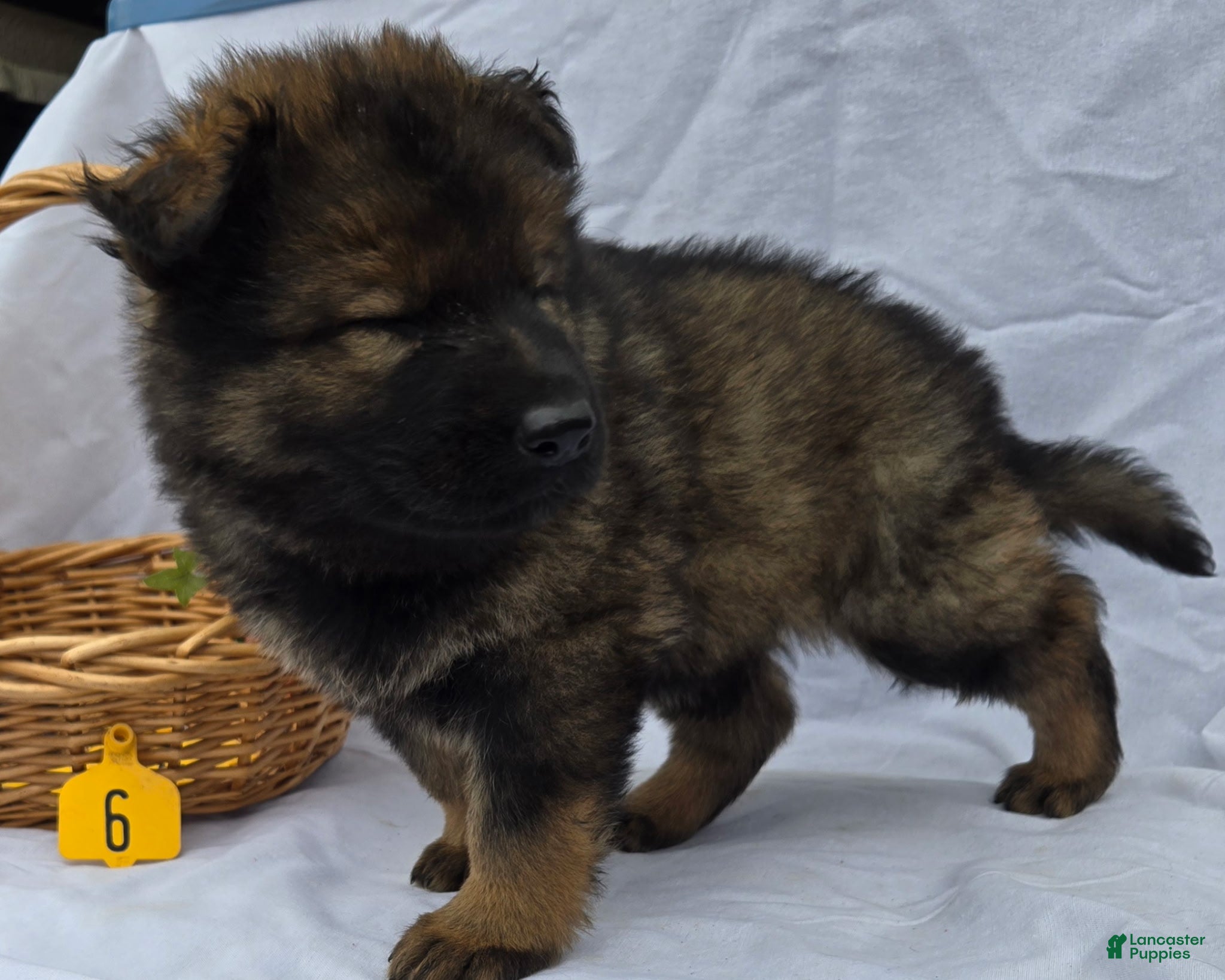 German Shepherd dogs Jan - Ad 24