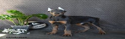 Doberman Pinscher dogs for sale: Zeke - Ad 2