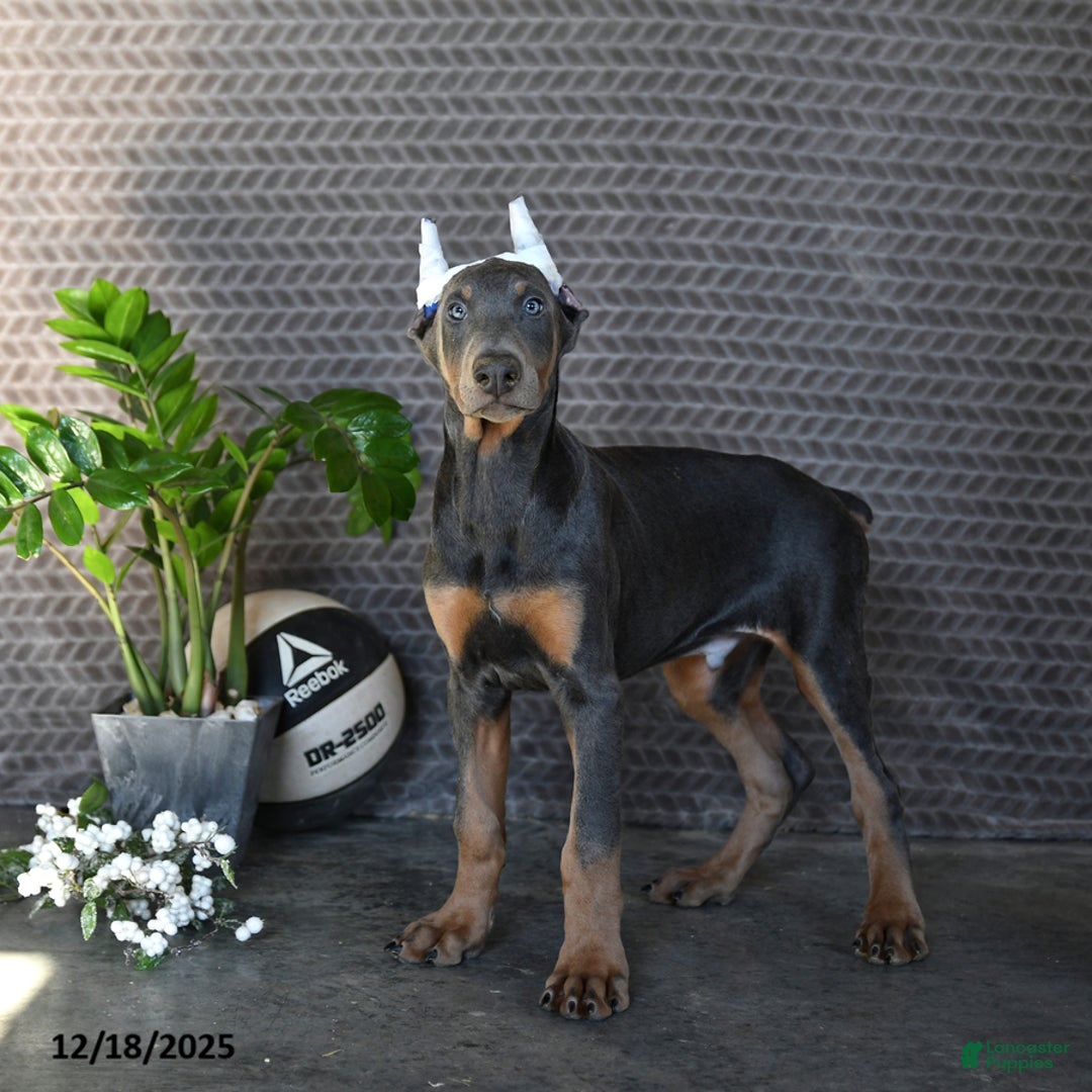 Doberman Pinscher dogs for sale: Zeke - Ad 2