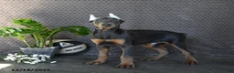 Doberman Pinscher dogs for sale: Zeke - Ad 2