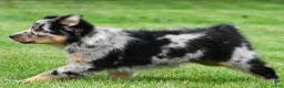 Australian Shepherd dogs for sale: Jody - Ad 10