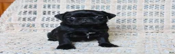 Pug dogs for sale: Bertha - Ad 3