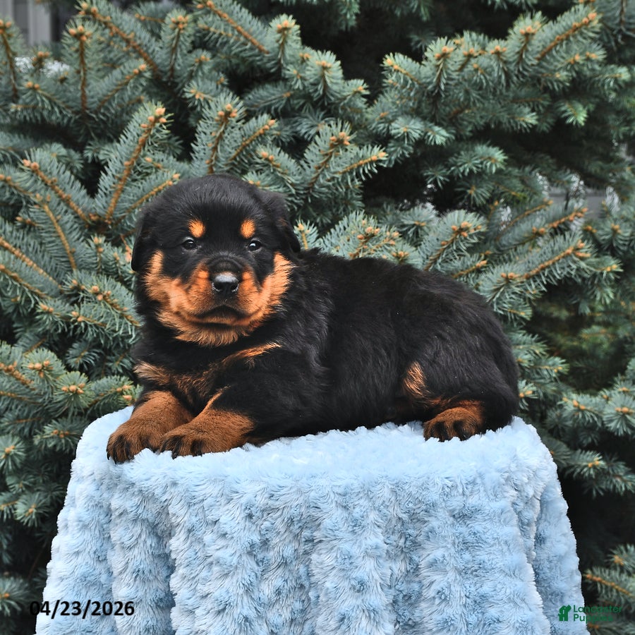 Rottweiler dogs Bruno - Ad 1