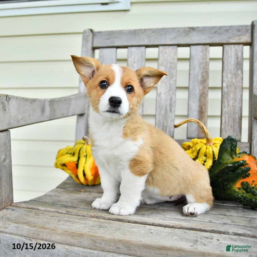 Welsh Corgi Pembroke dogs for sale: Ollie - Ad 2