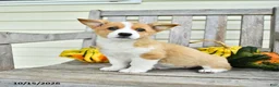 Welsh Corgi Pembroke dogs for sale: Ollie - Ad 2