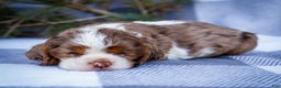 Cocker Spaniel dogs for sale: Pierre - Ad 3