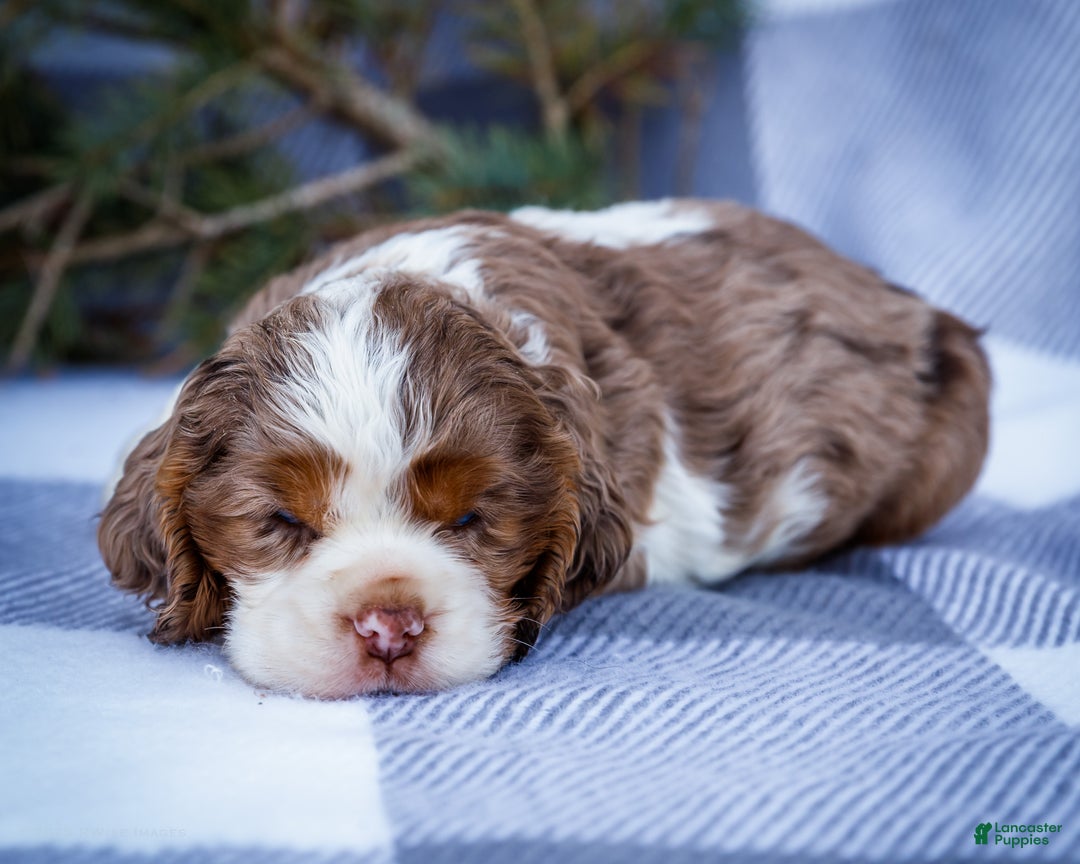 Cocker Spaniel dogs for sale: Pierre - Ad 3