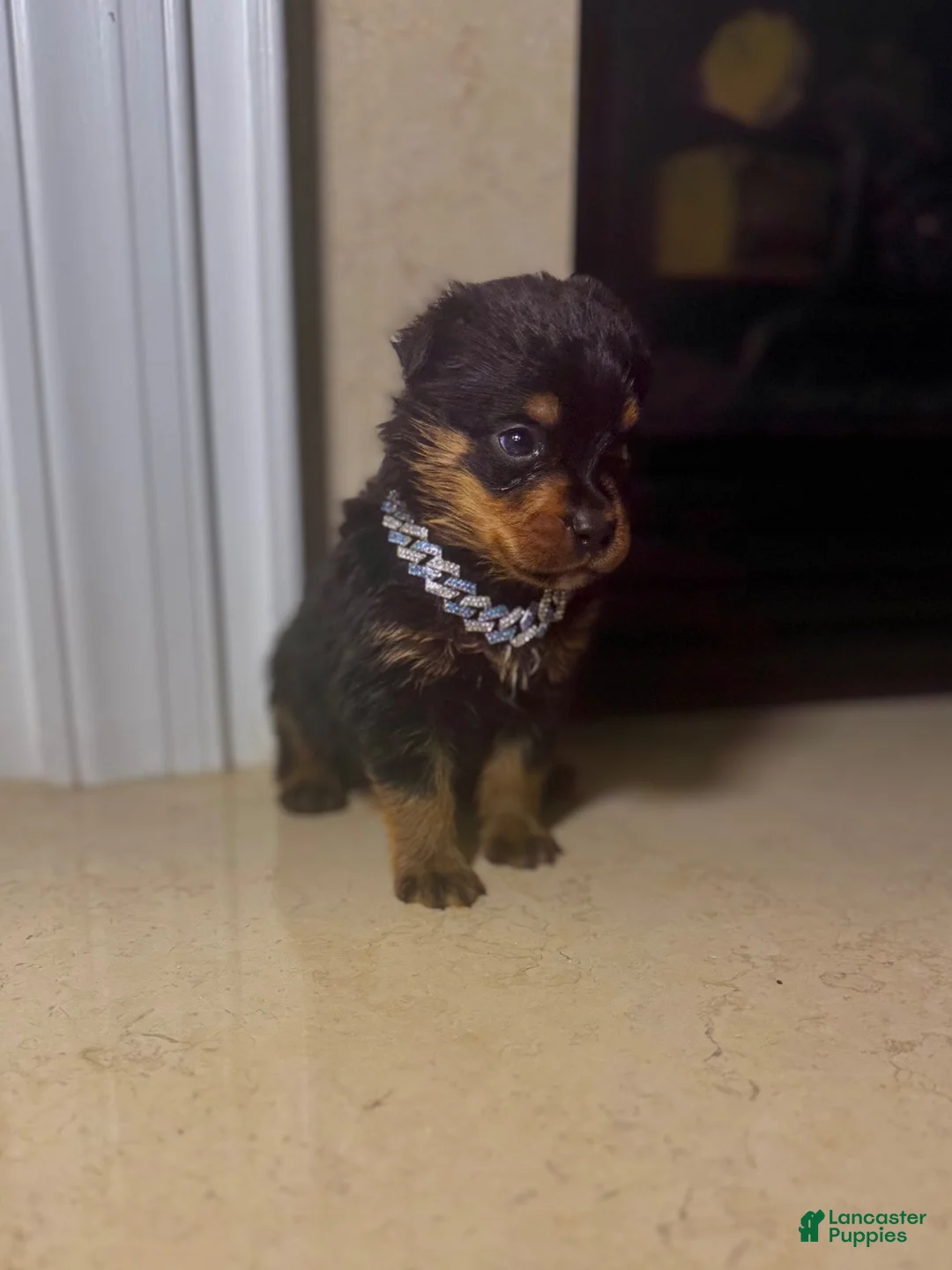 Rottweiler dogs for sale: Rottweiler 10 - Ad 6