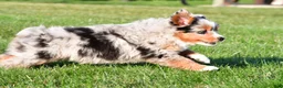 Miniature Australian Shepherd dogs for sale: Anika - Ad 13