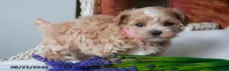 Maltipoo dogs for sale: Darcy - Ad 3