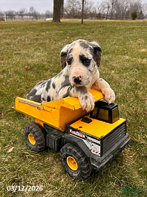 Great Dane dogs Tripp - Ad 2