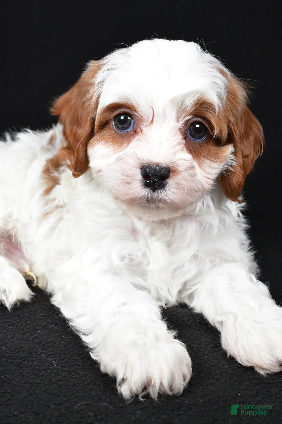 Cavapoo dogs for sale: Kody - Ad 6