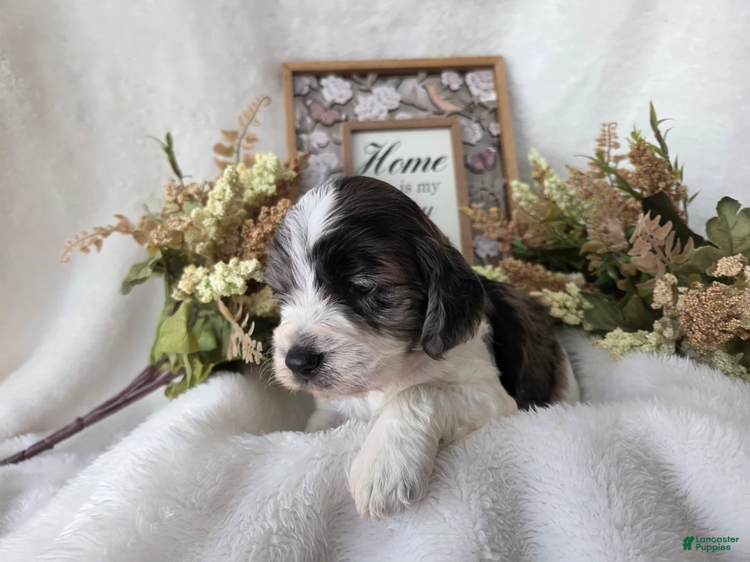 Cockapoo dogs for sale: Cockapoo Puppy 2 - Ad 3