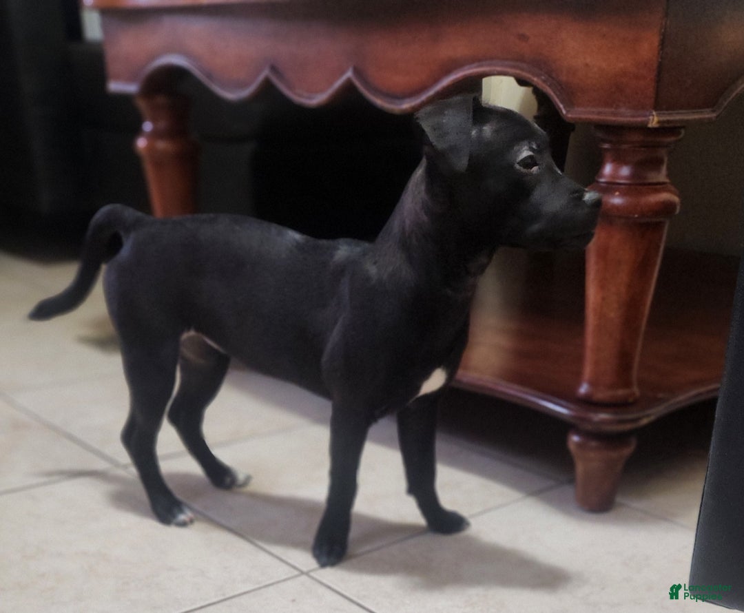 Mixed Breed dogs for sale: Laticia  - Ad 7