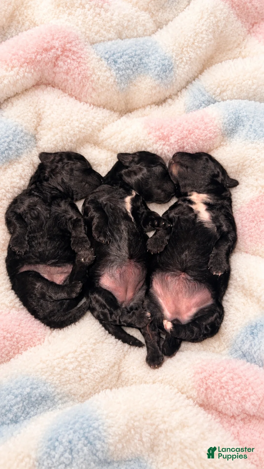 Miniature Poodle dogs for sale: Miniature Poodle 1 - Ad 1