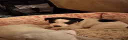 Jack Russell Terrier dogs for sale: Puppy 3 - Ad 3