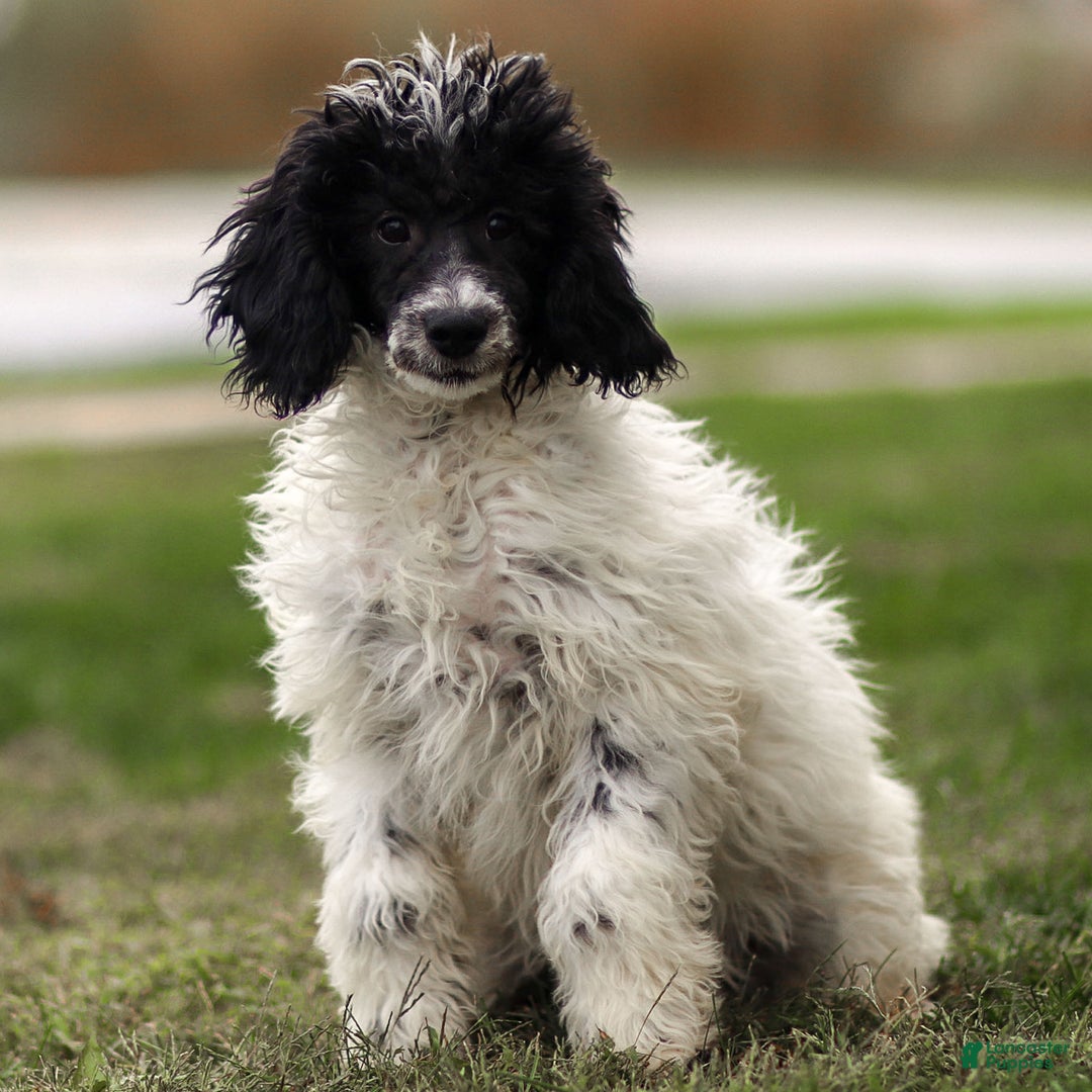 Goldendoodle dogs for sale: Odette - Ad 19