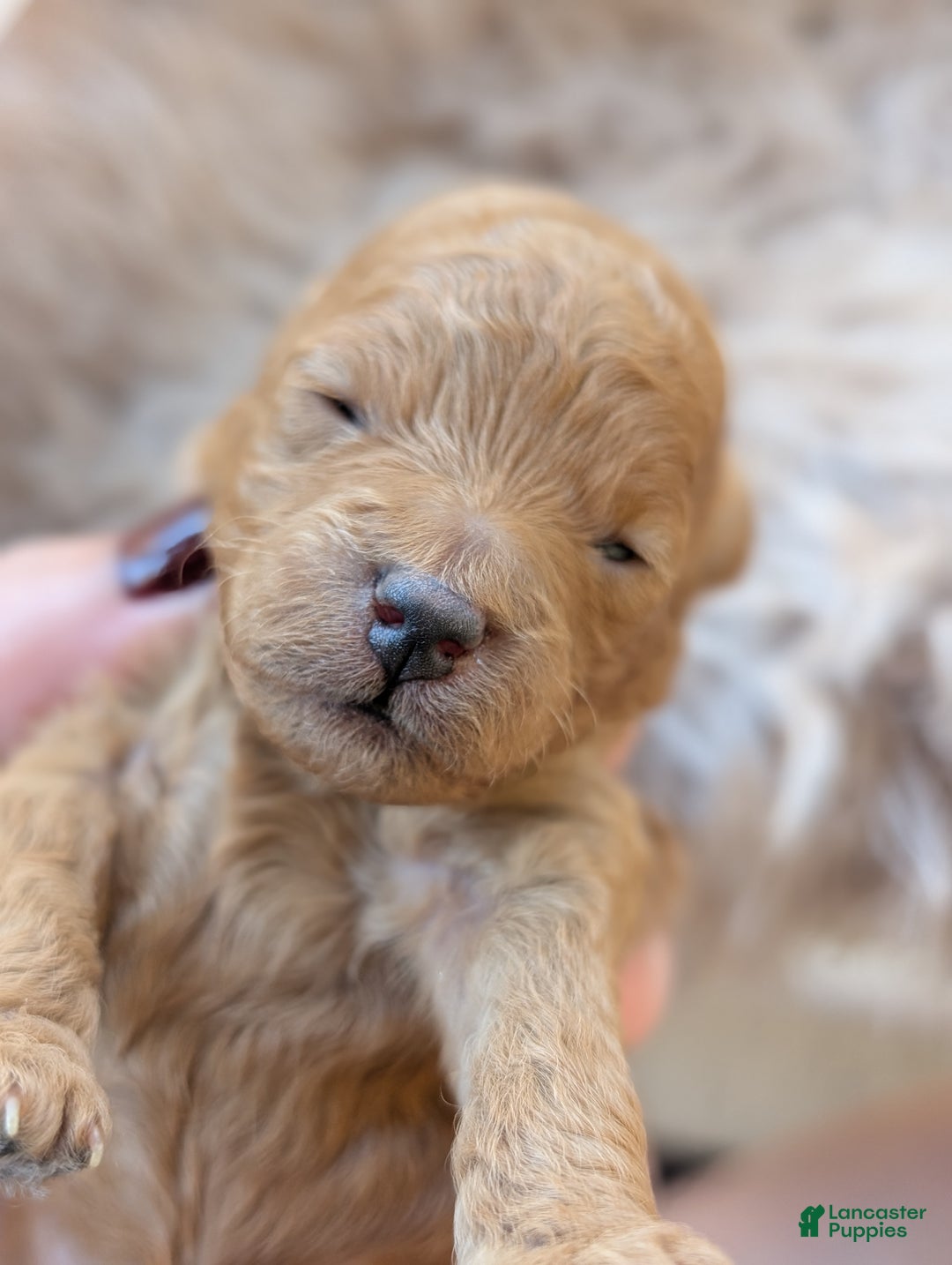 Toy Poodle dogs for sale: LLOYD  - Ad 4