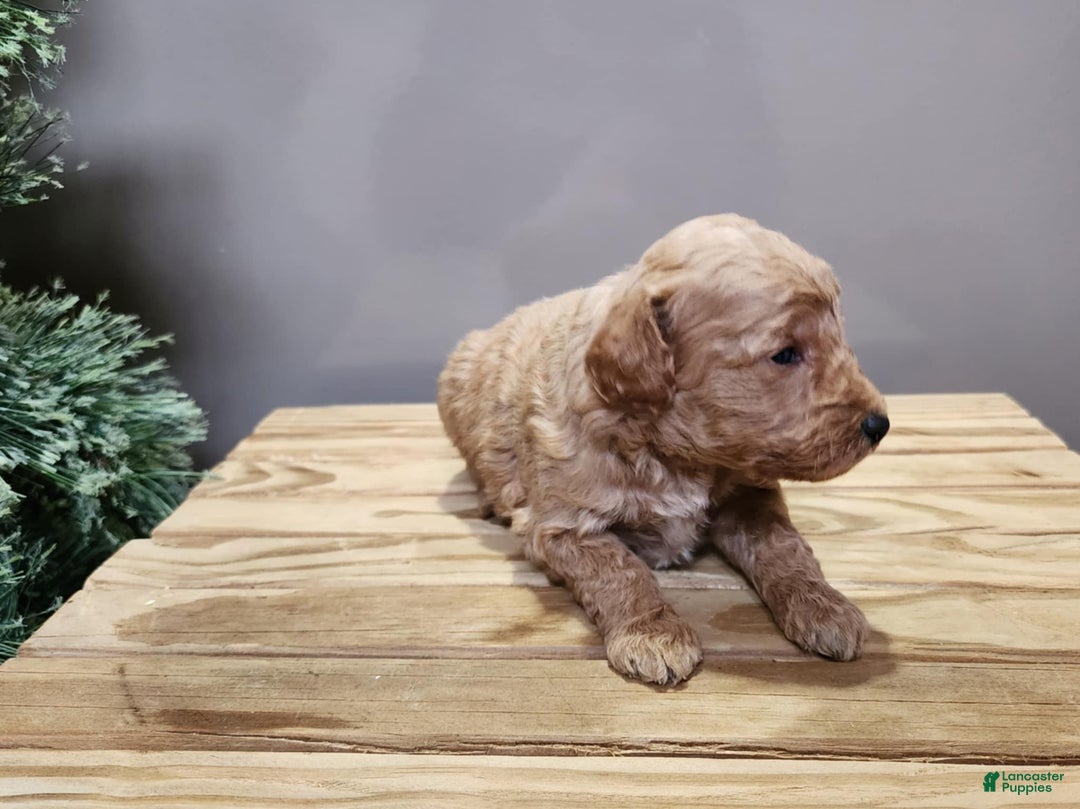 Mini Goldendoodle dogs for sale: Nash - Ad 4