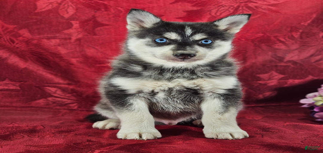 Gallery Image {{count}}