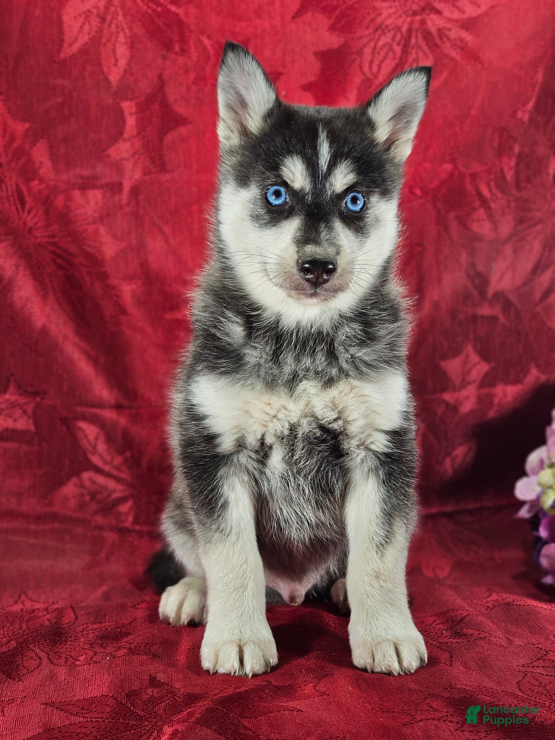 Gallery Image {{count}}