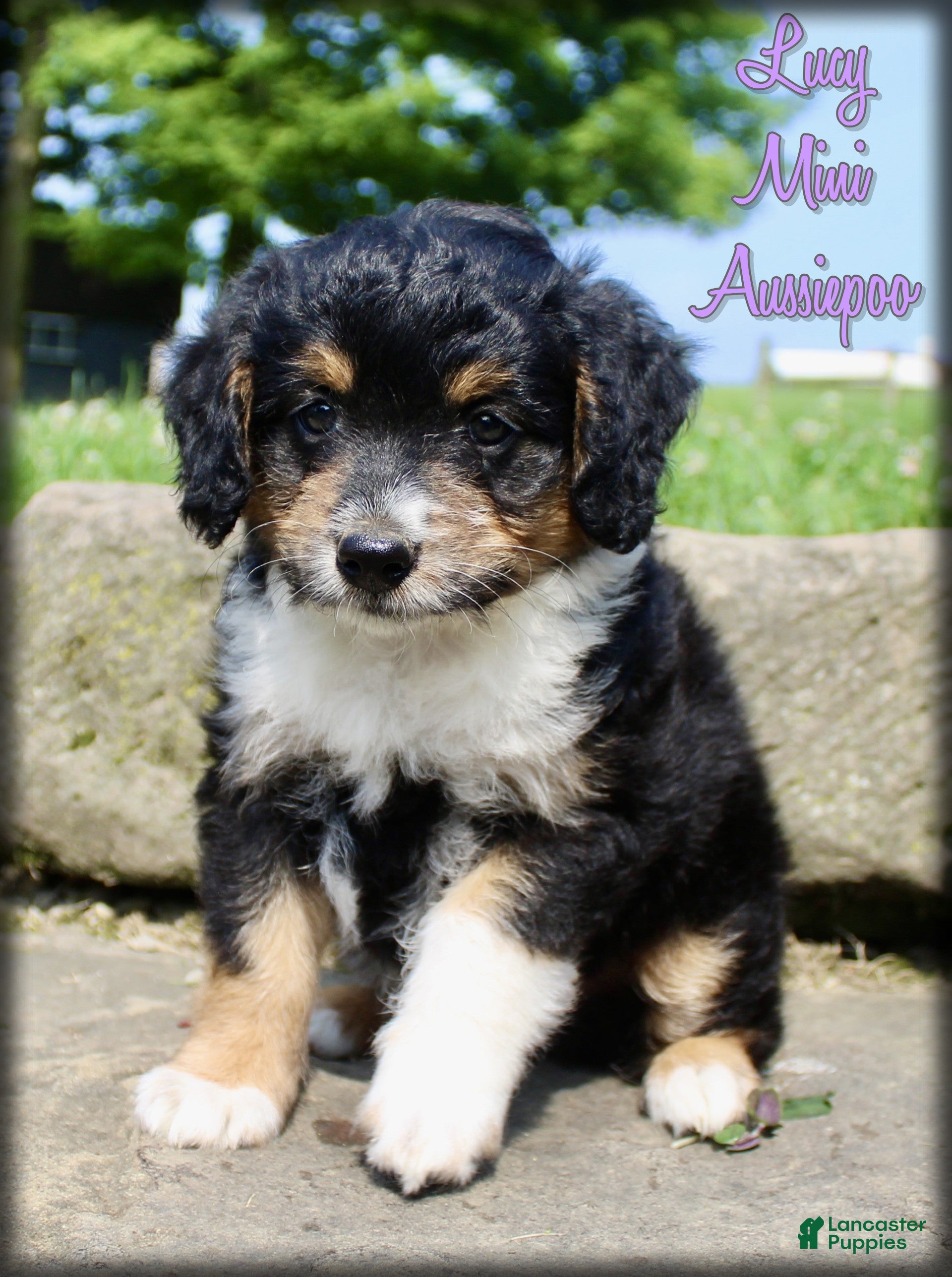 Mini Aussiedoodle dogs Lucy - Ad 1