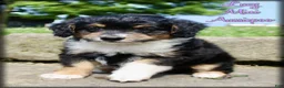 Mini Aussiedoodle dogs for sale: Lucy - Ad 1