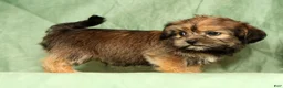 Shorkie dogs for sale: Stewart - Ad 1