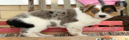 Australian Shepherd dogs for sale: Amber - Ad 4