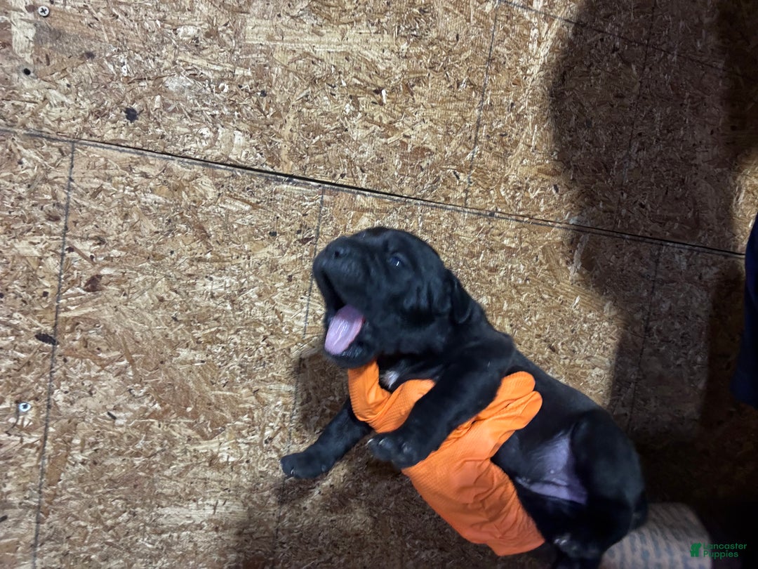 Cane Corso dogs for sale: Cane Corso Puppy 3 - Ad 1