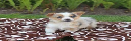 Mixed Breed dogs for sale: Skippy - Ad 4