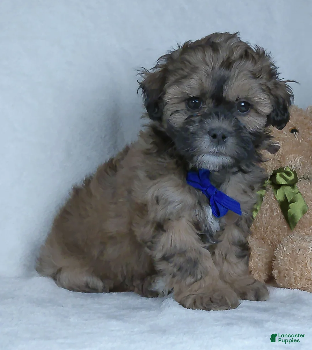 Shihpoo dogs for sale: Bryson - Ad 1