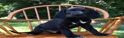 Mixed Breed dogs for sale: Moonbeam - Ad 5