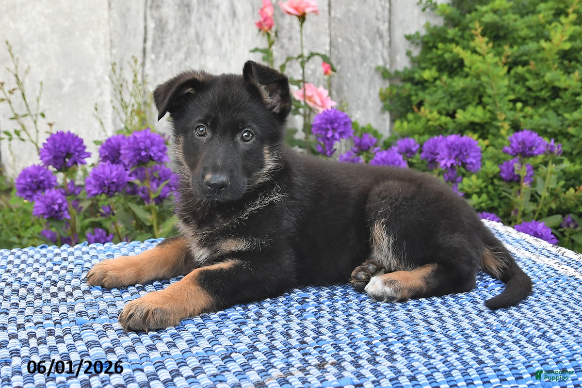 German Shepherd dogs Millie - Ad 2