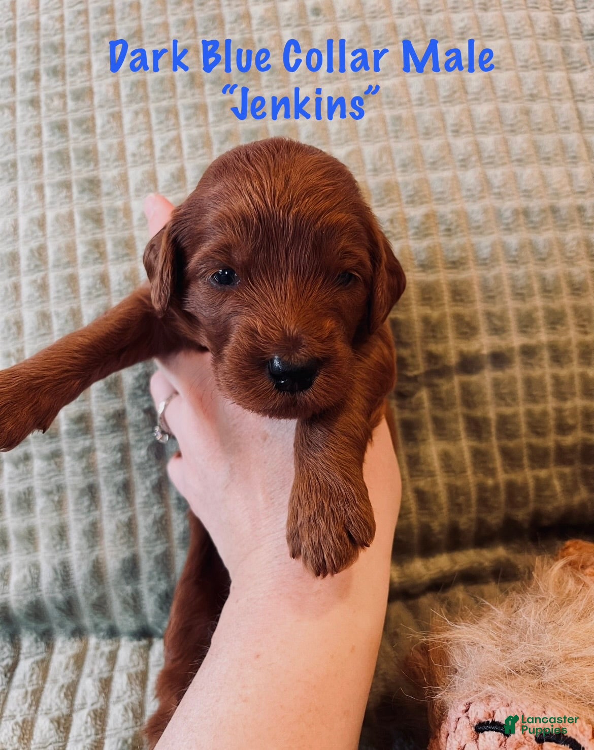 Irish Doodle dogs Royal Blue Collar - “Jenkins” - Ad 2