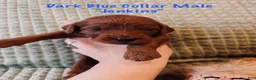 Irish Doodle dogs for sale: Royal Blue Collar - “Jenkins” - Ad 2