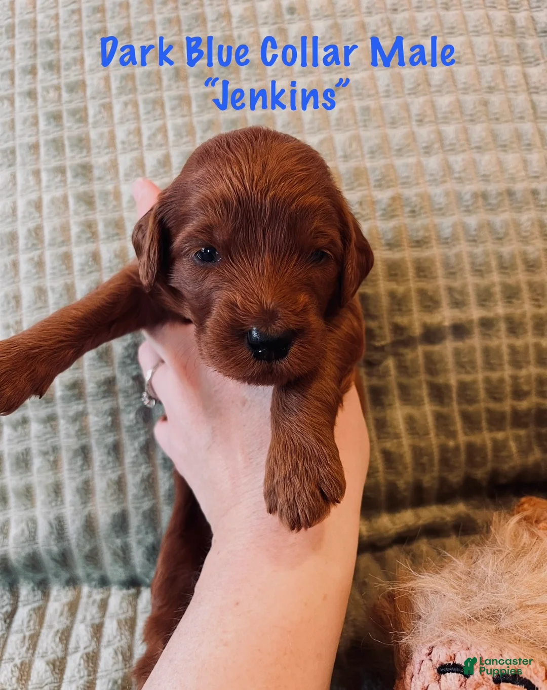 Irish Doodle dogs for sale: Royal Blue Collar - “Jenkins” - Ad 2