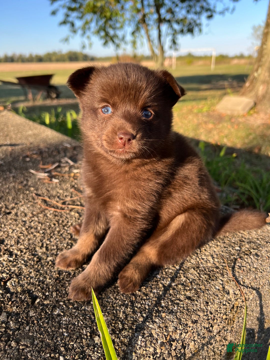 Dog blue eyes Pomsky Puppies for sale Lancaster Puppies
