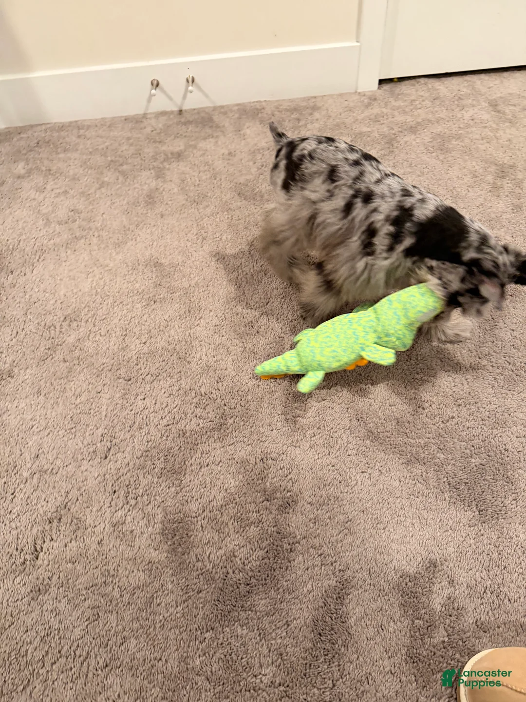 Miniature Schnauzer dogs for sale: Zoe - Ad 3