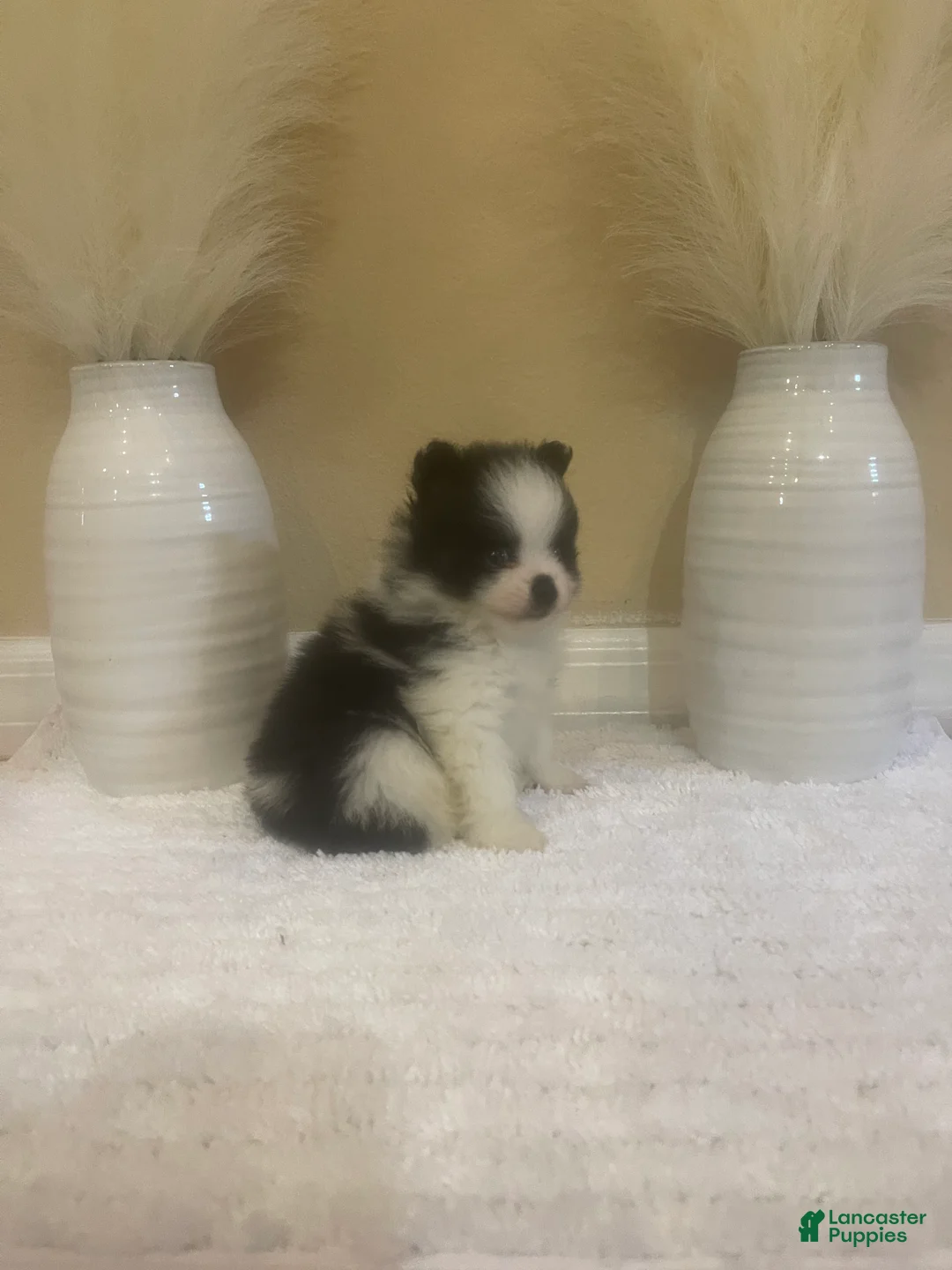 Pomeranian dogs for sale: Pomeranian 1 - Ad 6
