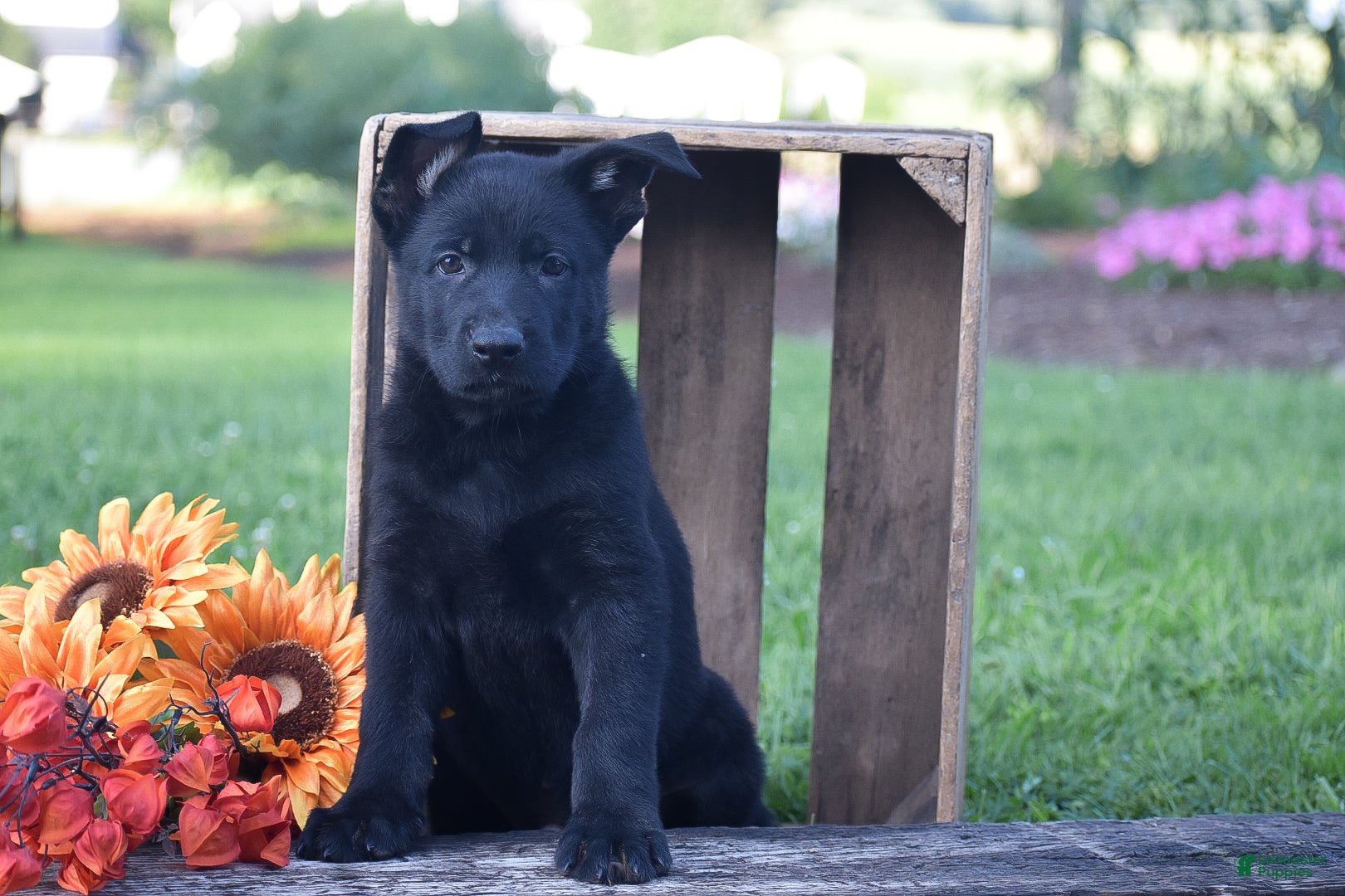 German Shepherd dogs for sale: Guinness - Ad 1