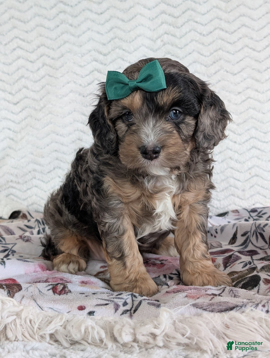 Cavapoo dogs for sale: Charlie  - Ad 33