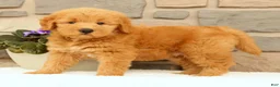 Mini Goldendoodle dogs for sale: Cash - Ad 6