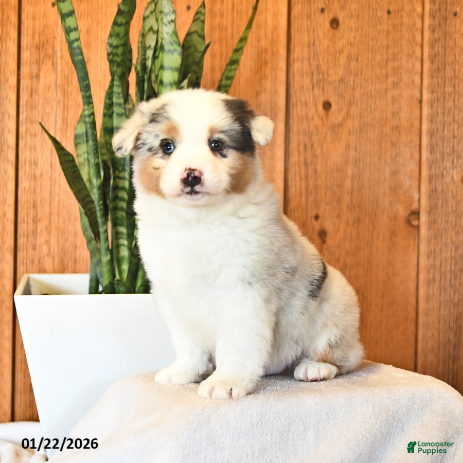 Miniature Australian Shepherd dogs Landon - Ad 3